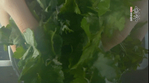 【面皮】1.鍋中水開時，放挑揀好的艾草和一撮小蘇打，第一遍煮開后倒掉，重新加水大火煮開后，小火煮1小時。煮爛的艾草用紗布瀝干。